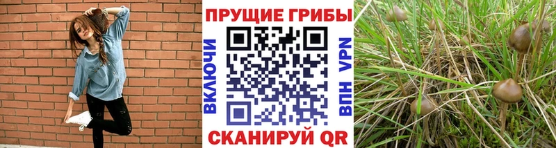 kraken ссылки  где купить   Игра  Псилоцибиновые грибы прущие грибы 
